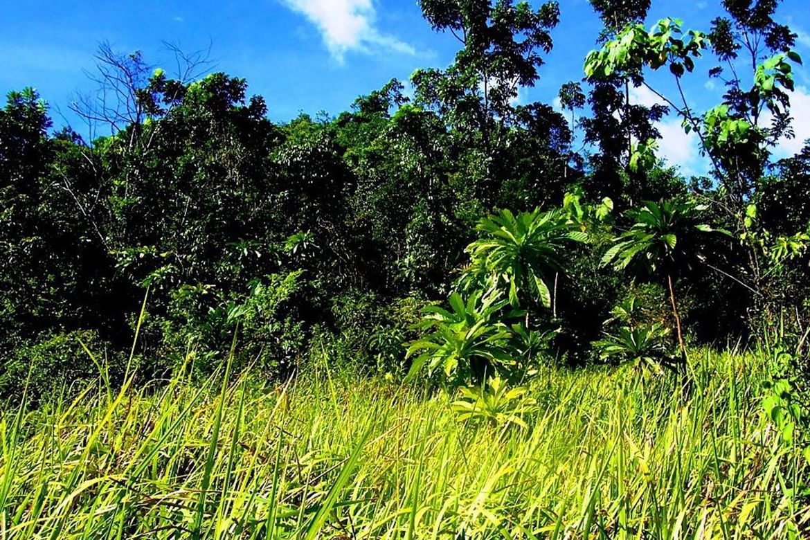 Land for Sale in Manalo, Puerto Princesa, Palawan – photo 4