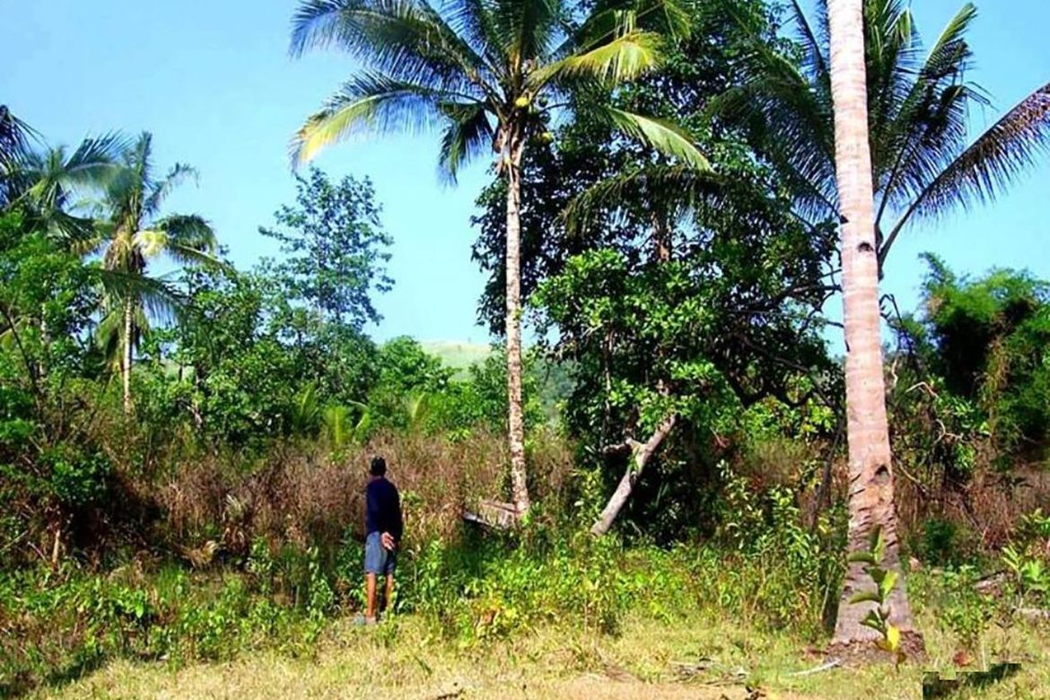 Land for Sale in Manalo, Puerto Princesa, Palawan – photo 2
