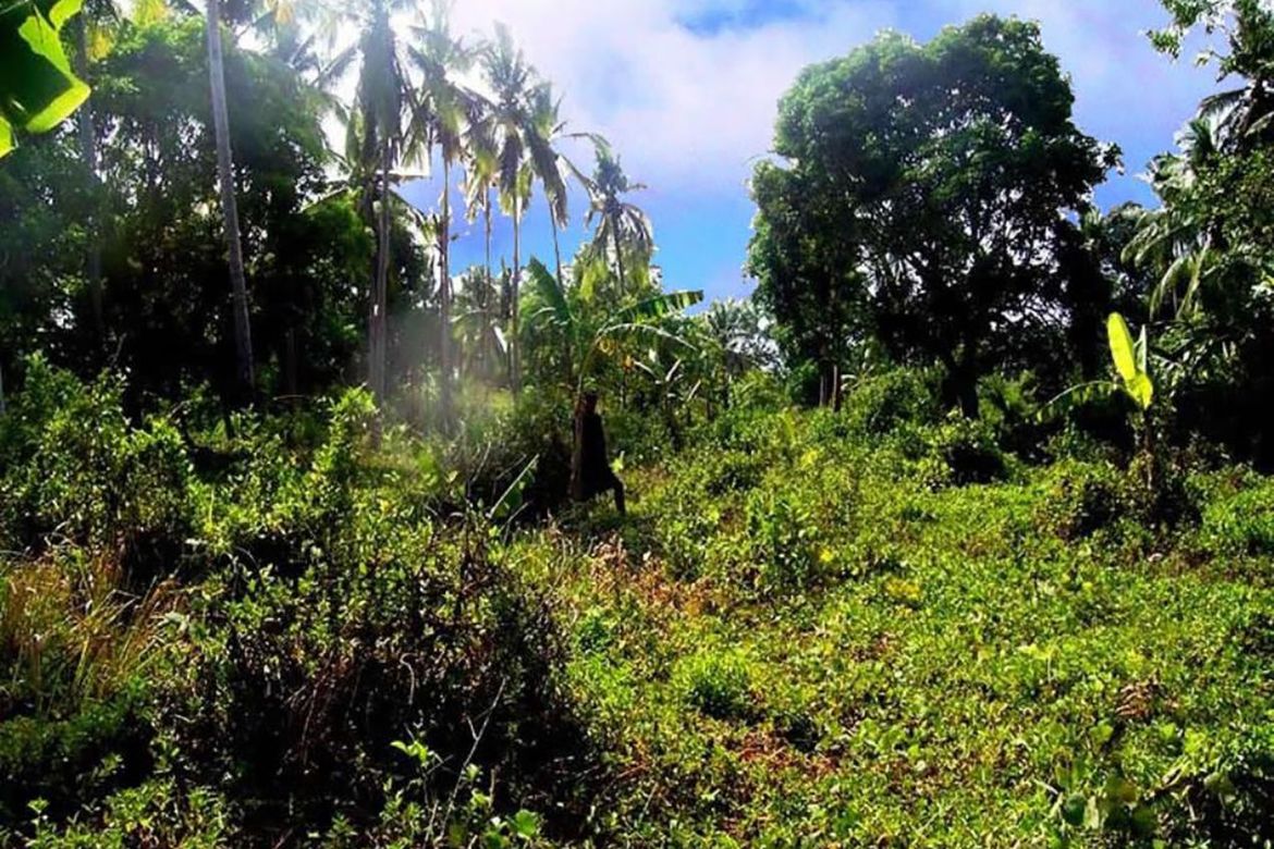 Land for Sale in Manalo, Puerto Princesa, Palawan – photo 3