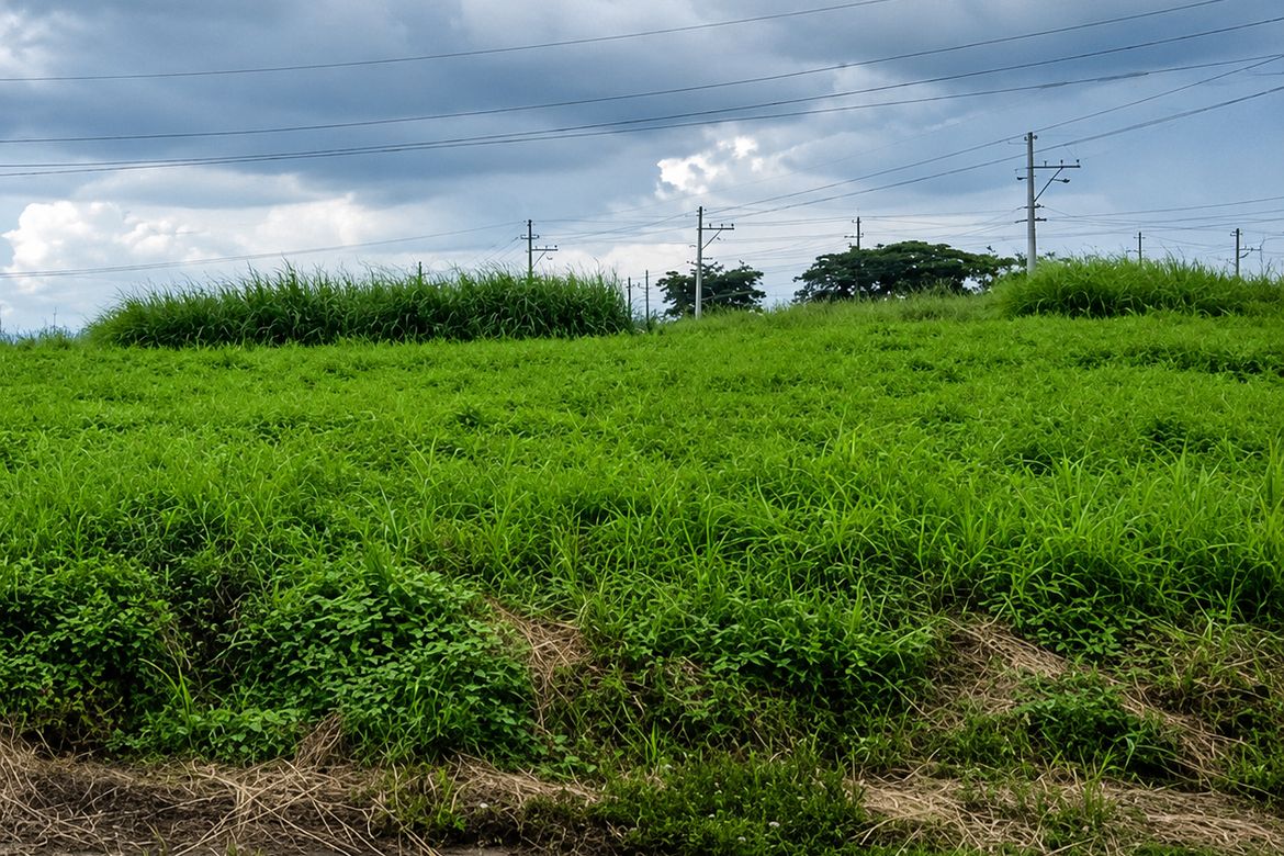 Land for Sale in Mancatian, Porac, Pampanga – photo 6