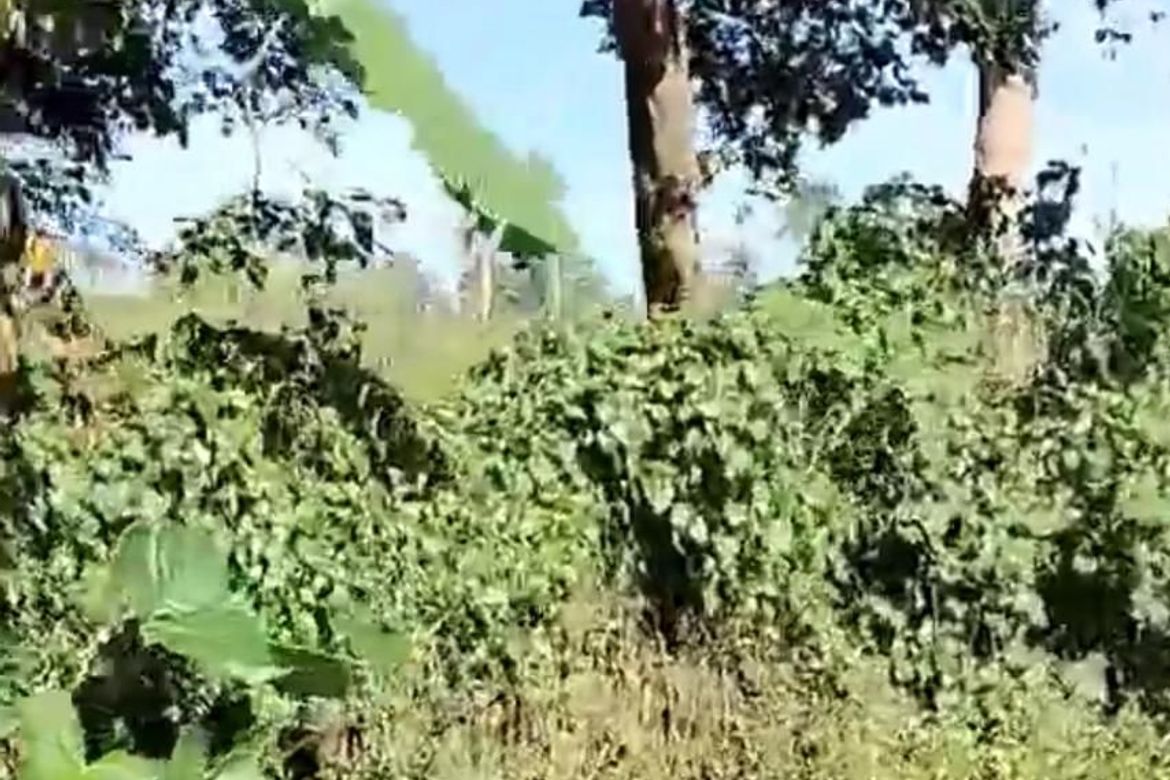 Land for Sale in Mangas I, Alfonso, Cavite – photo 3