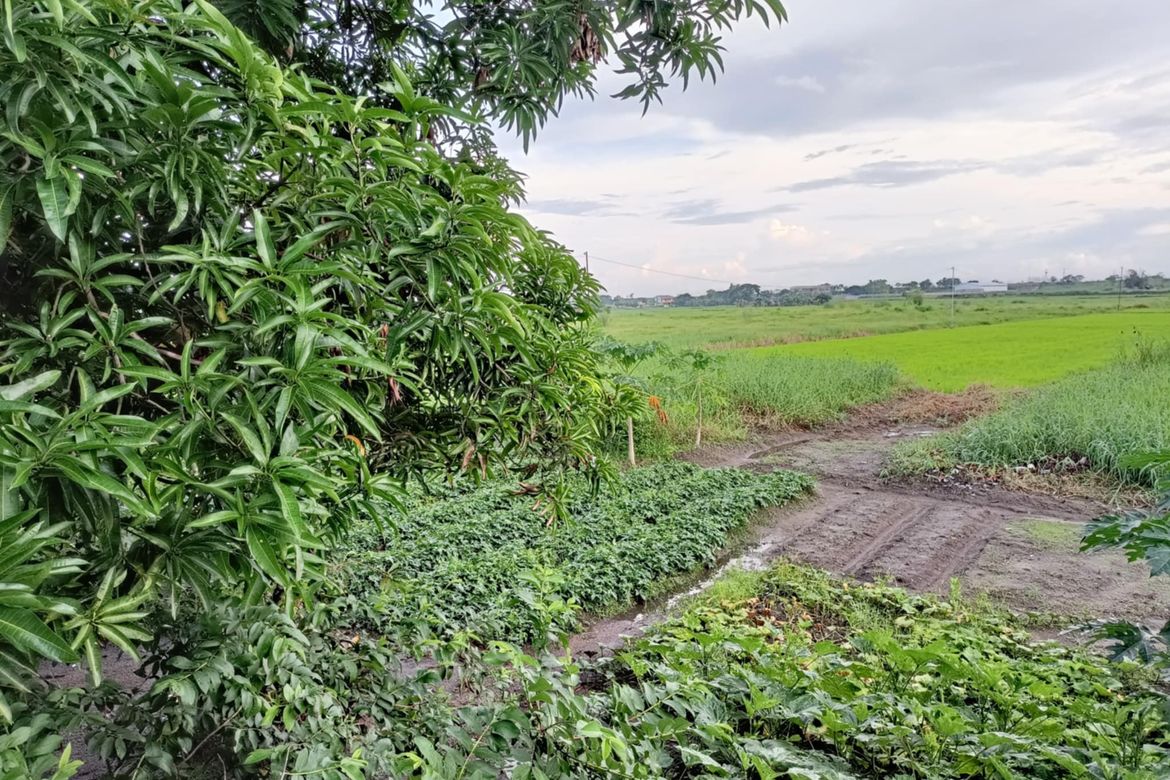 Land for Sale in Manibaug Libutad, Porac, Pampanga – photo 6