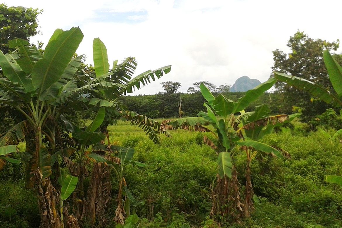 Land for Sale in Manlag, El Nido, Palawan – photo 7