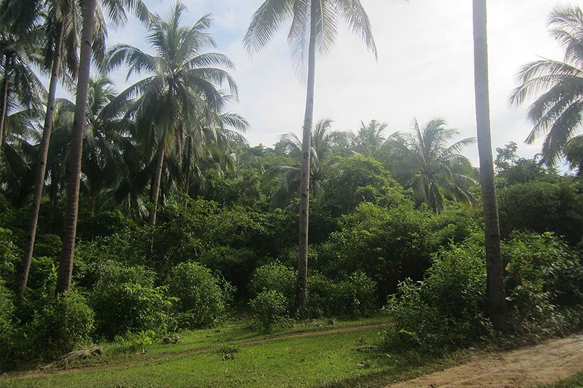 Land for Sale in Manlag, El Nido, Palawan – photo 2