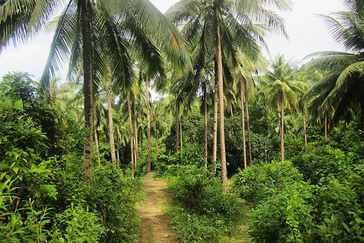 Land for Sale in Manlag, El Nido, Palawan – photo 5