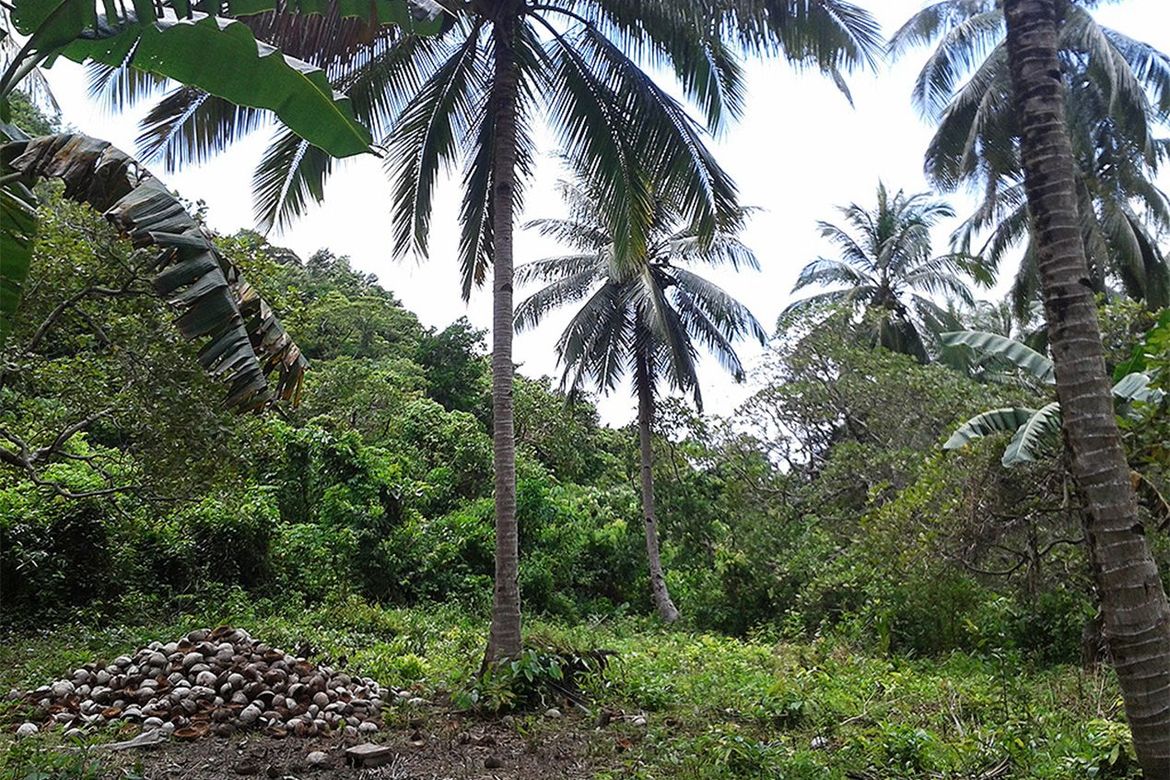 Land for Sale in Manlag, El Nido, Palawan – photo 6