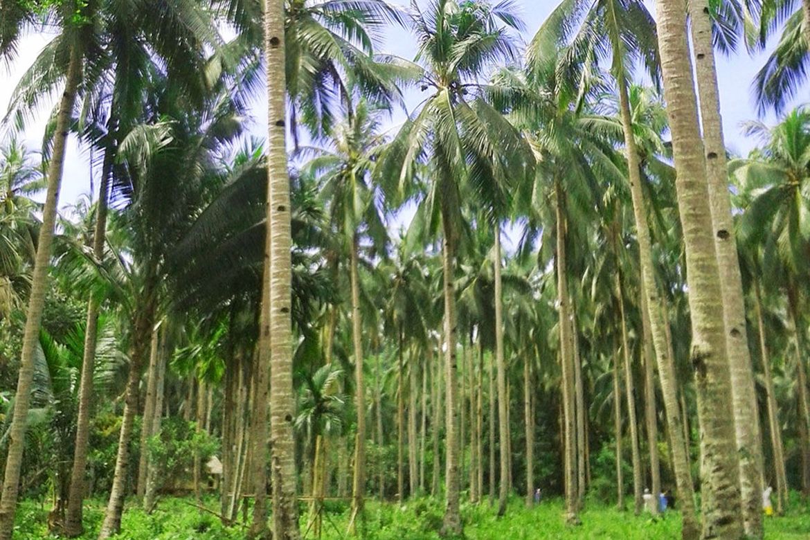 Land for Sale in Manlag, El Nido, Palawan – photo 2