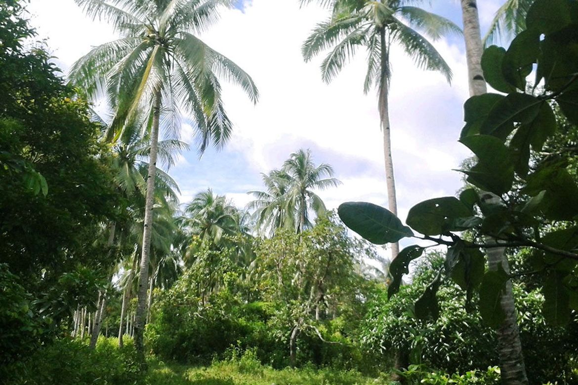Land for Sale in Manlag, El Nido, Palawan – photo 3