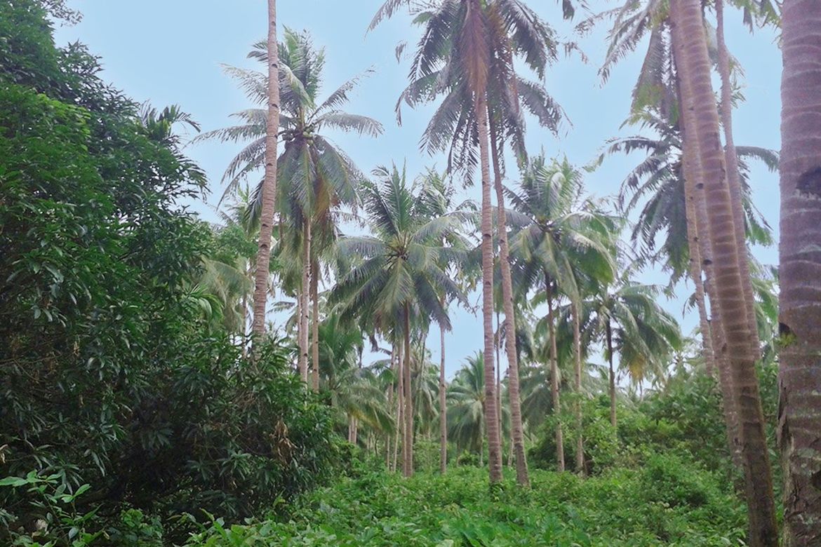 Land for Sale in Manlag, El Nido, Palawan – photo 4