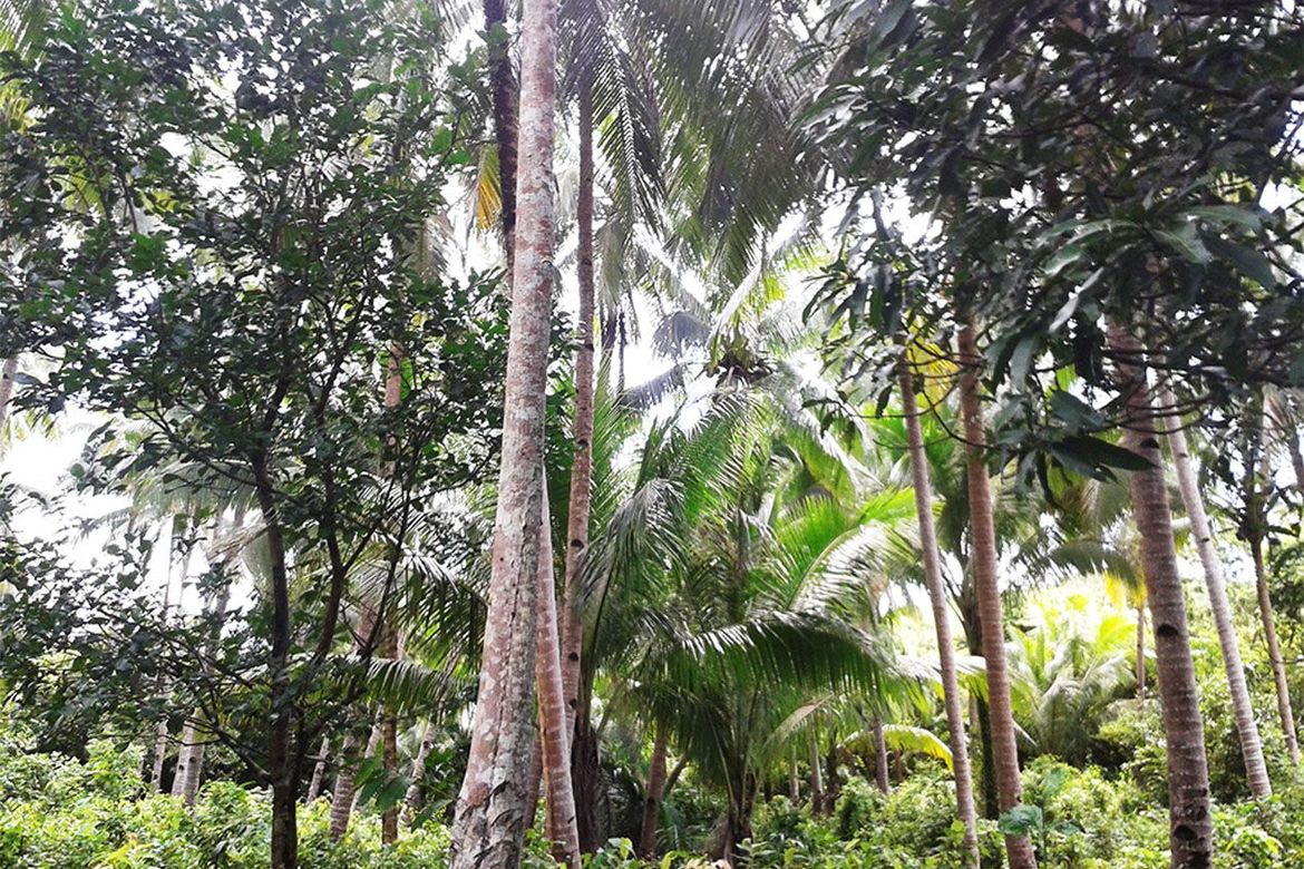 Land for Sale in Manlag, El Nido, Palawan – photo 5
