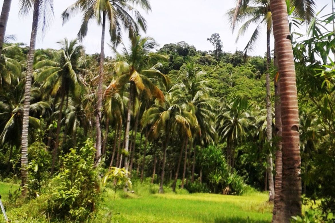 Land for Sale in Manlag, El Nido, Palawan – photo 2