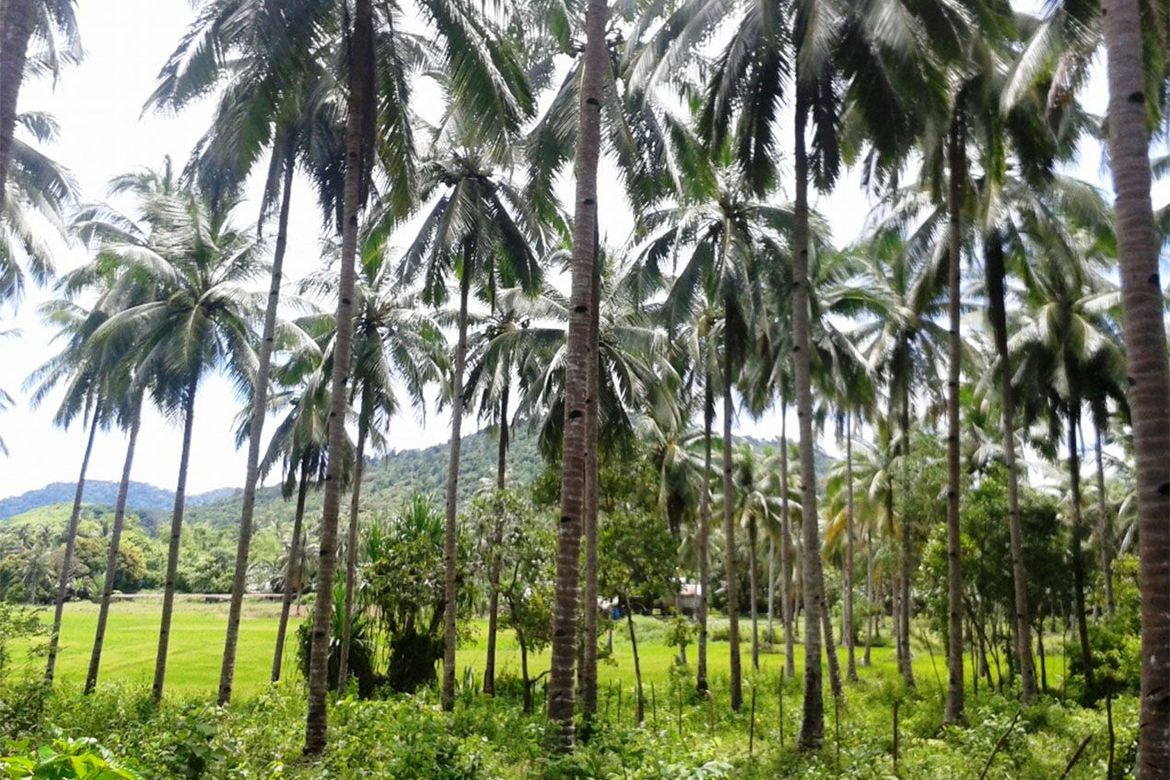 Land for Sale in Manlag, El Nido, Palawan – photo 5