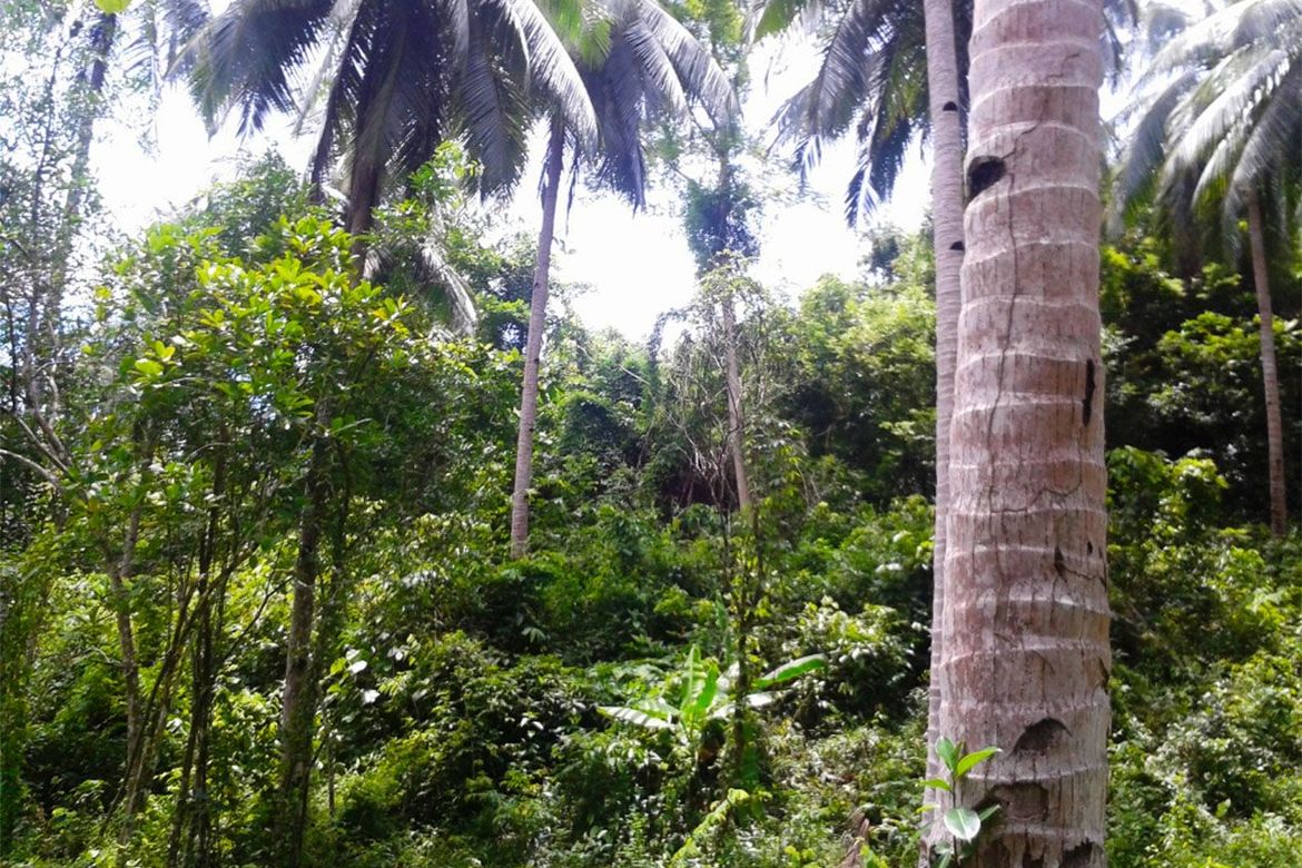 Land for Sale in Manlag, El Nido, Palawan – photo 8