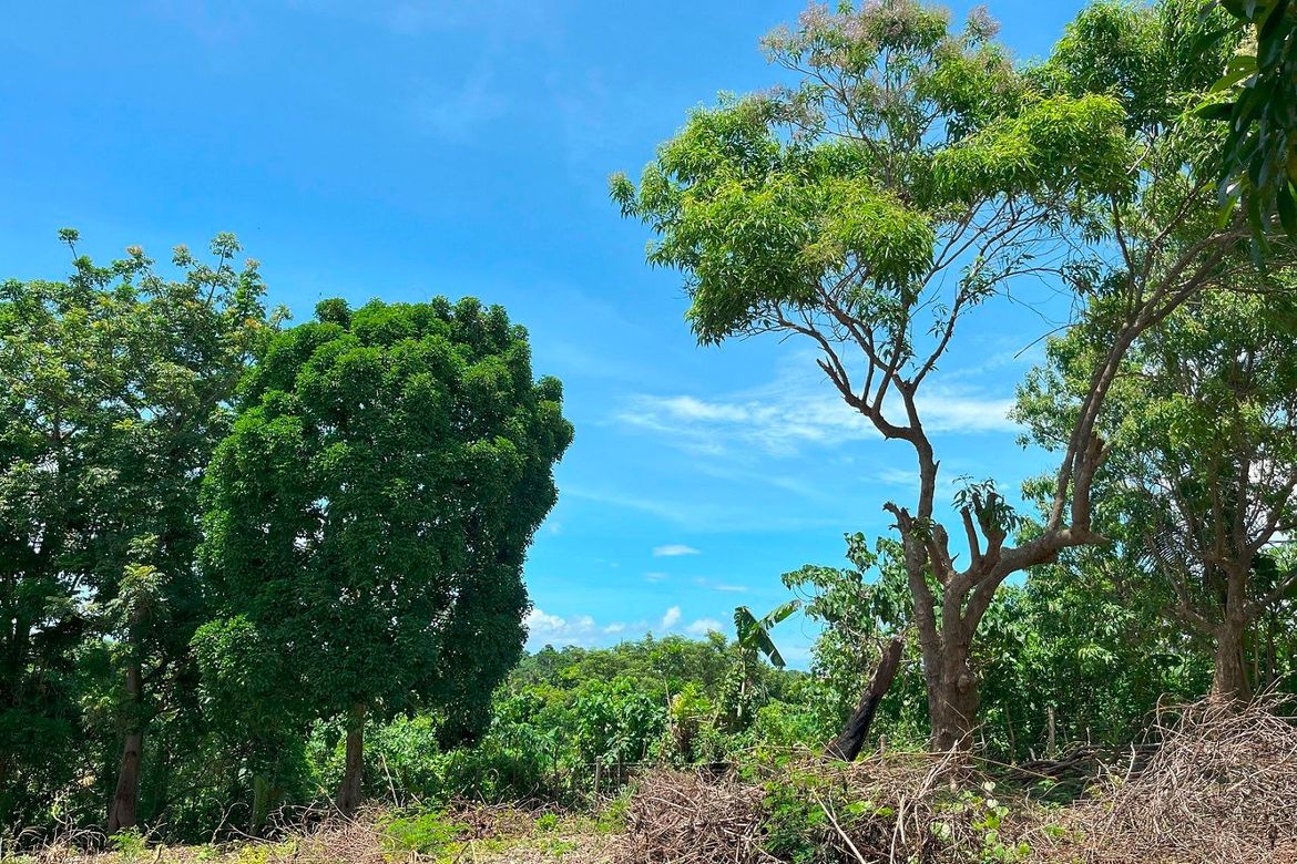 Land for Sale in Manoc-Manoc, Malay, Aklan – photo 8