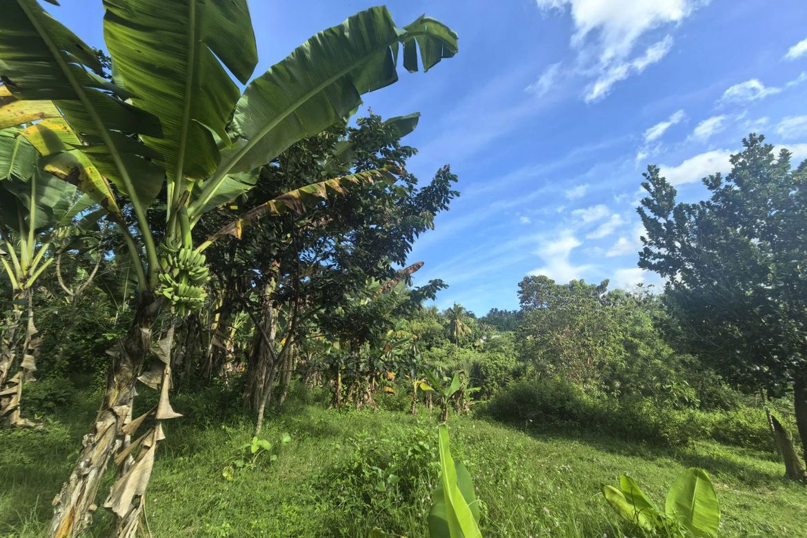 Land for Sale in Mantalongon, Barili, Cebu – photo 2