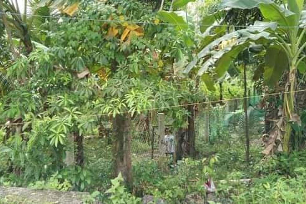 Land for Sale in Maravilla, Tabuelan, Cebu – photo 2