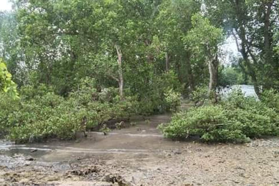 Land for Sale in Maravilla, Tabuelan, Cebu – photo 3