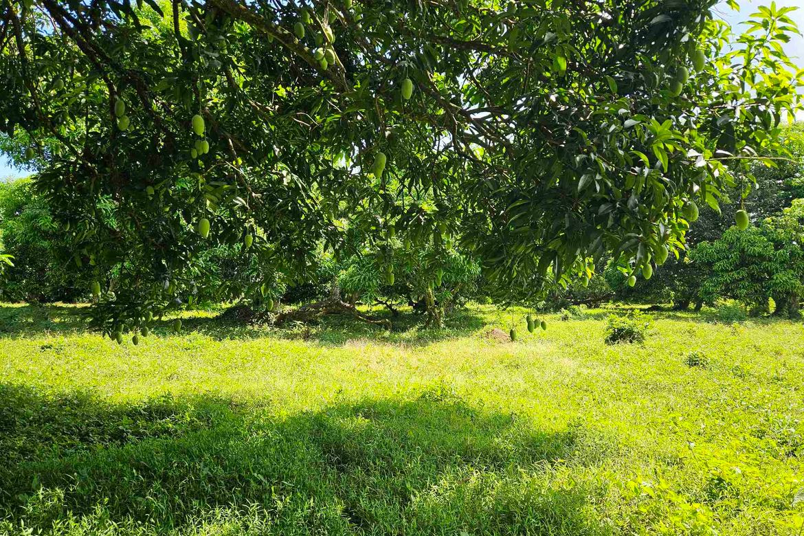 Land for Sale in Masapang, Victoria, Laguna – photo 3