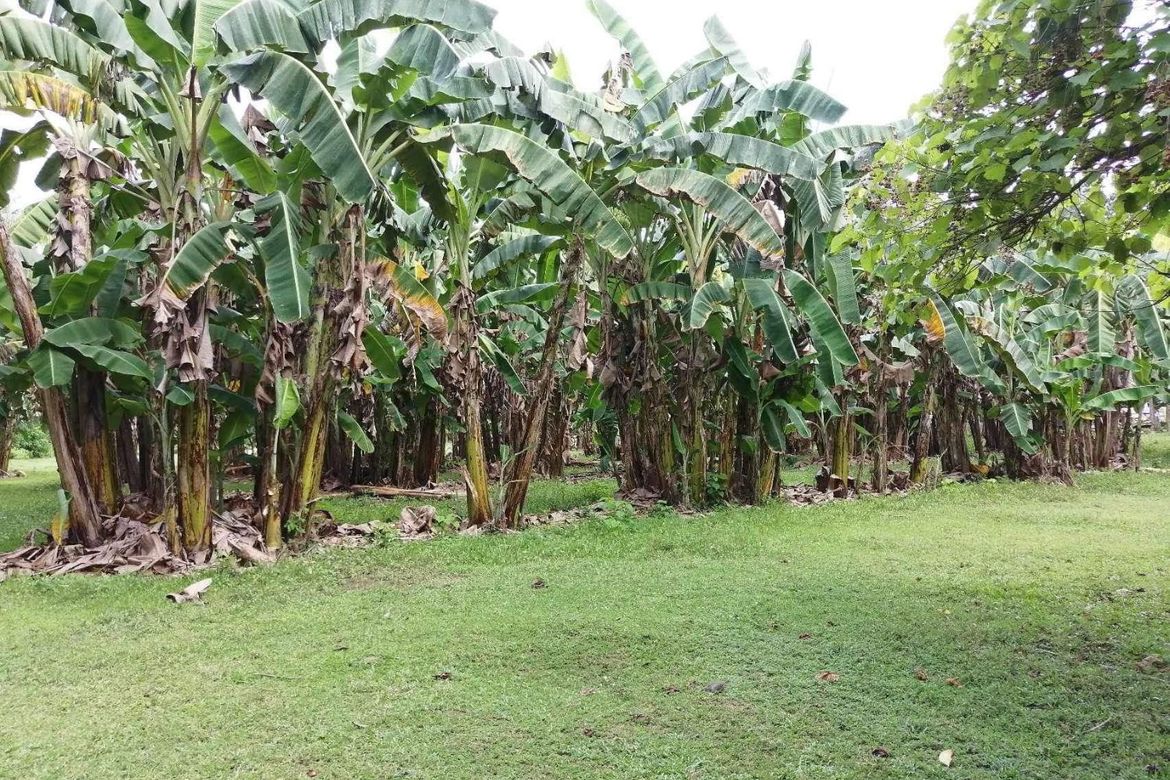 Land for Sale in Maslog, Danao, Cebu – photo 7