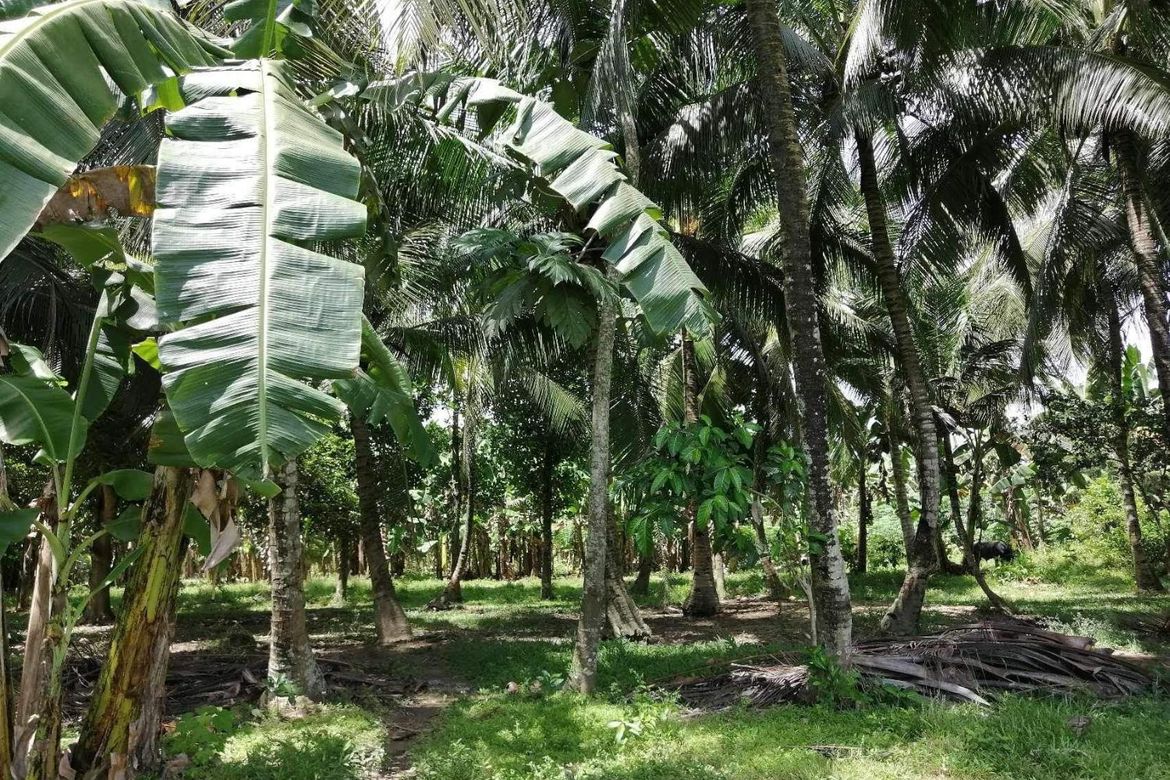 Land for Sale in Maslog, Danao, Cebu – photo 8