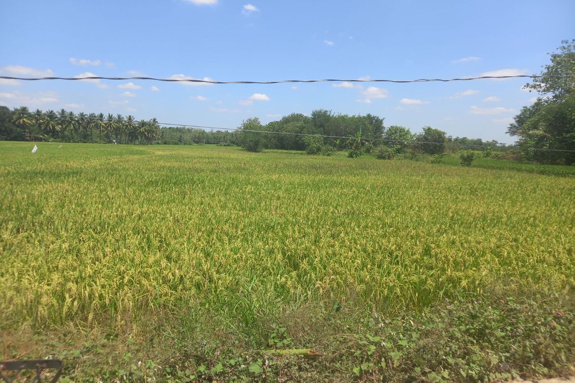 Land for Sale in Matusalem, Roxas, Isabela – photo 2