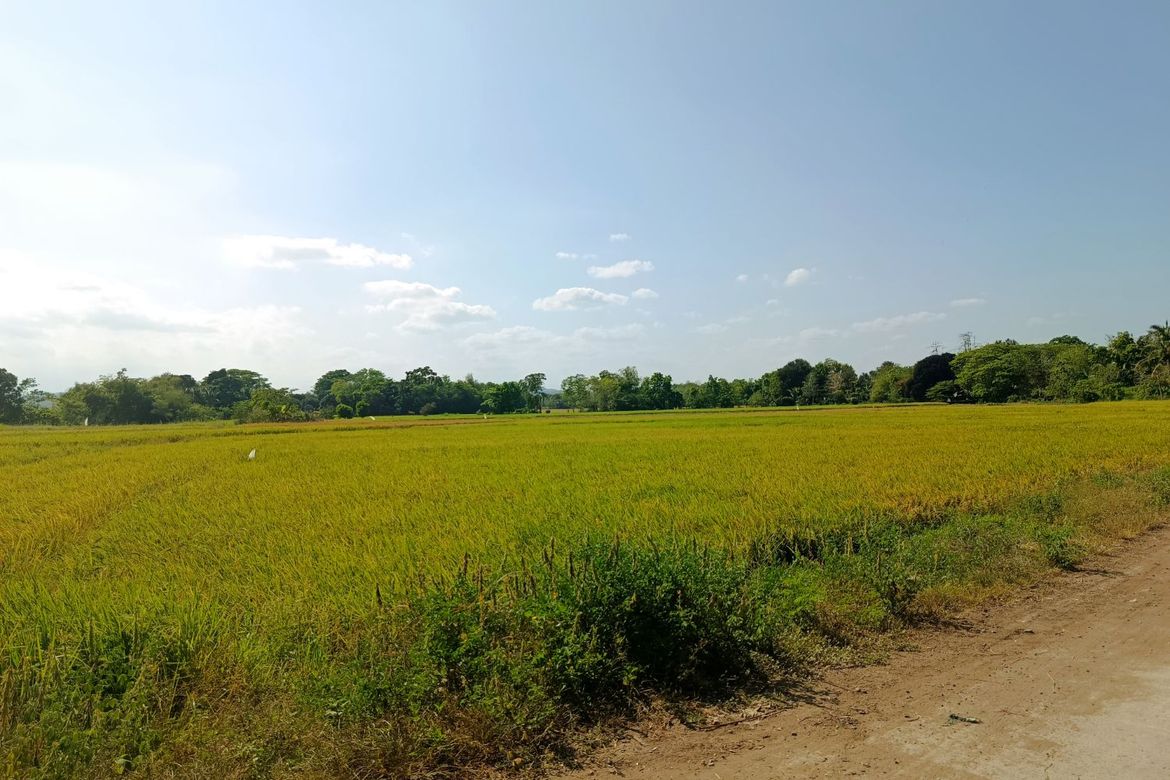 Land for Sale in Matusalem, Roxas, Isabela – photo 5