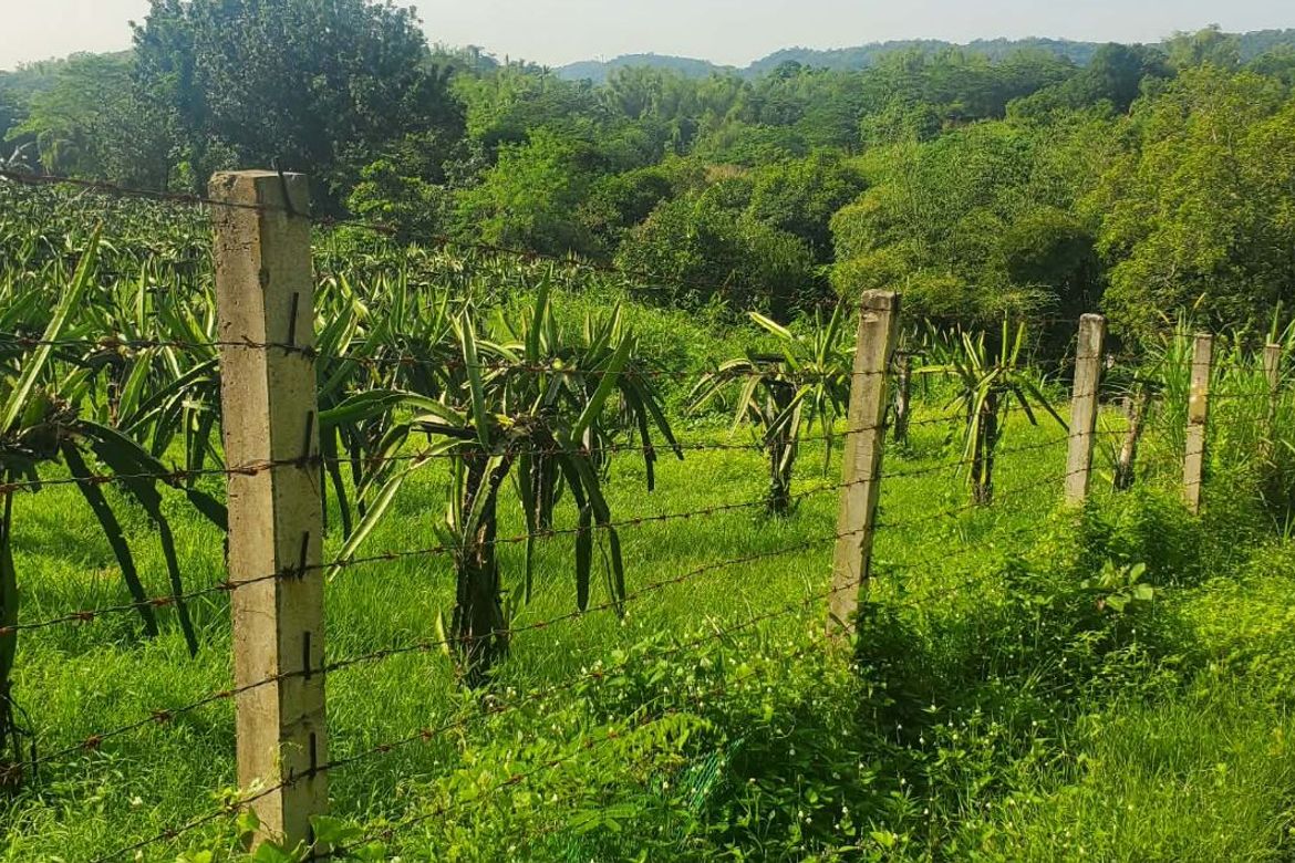 Land for Sale in Maugat, Nasugbu, Batangas – photo 5