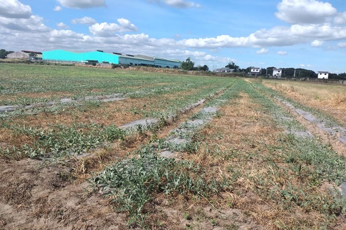 Land for Sale in Mawaque, Mabalacat, Pampanga