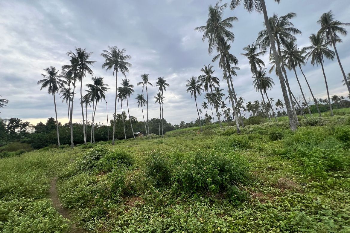 Land for Sale in Mayabon, Zamboanguita, Negros Oriental – photo 3