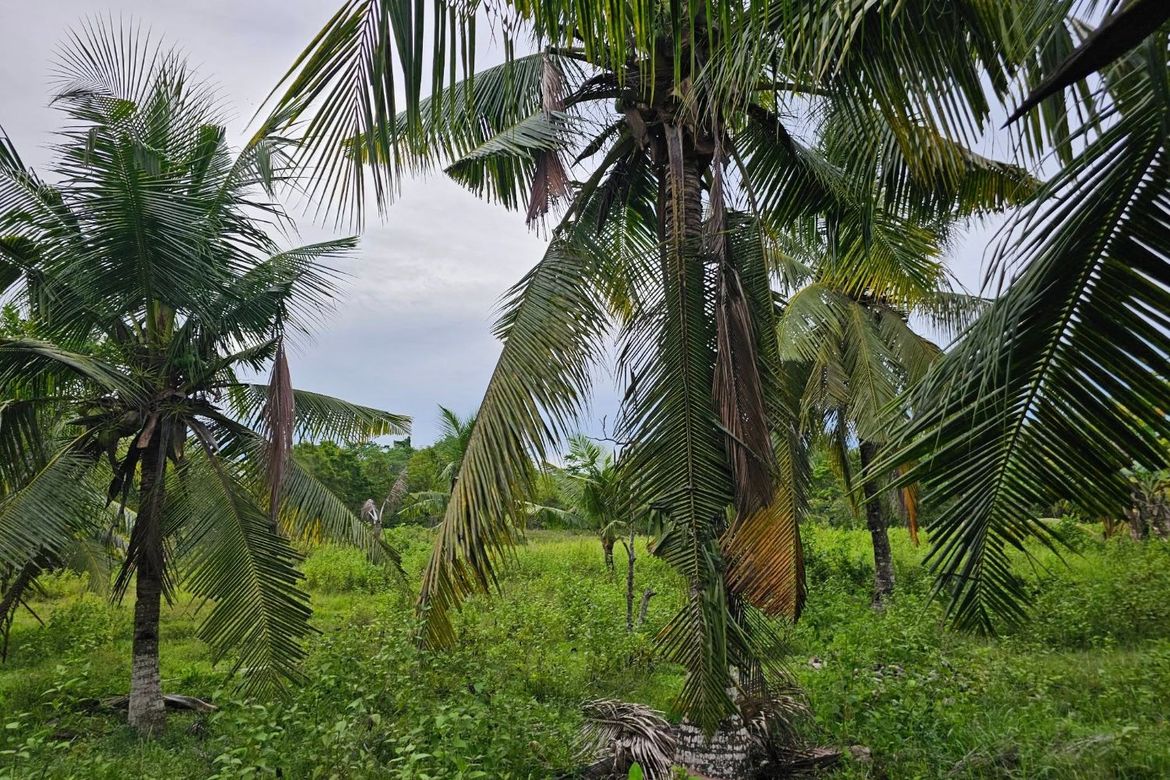 Land for Sale in Mayacabac, Dauis, Bohol – photo 2
