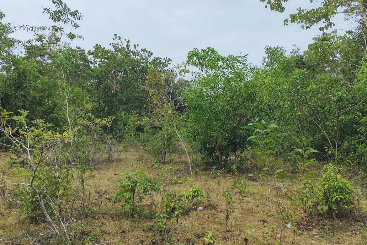 Land for Sale in Mayacabac, Dauis, Bohol – photo 4