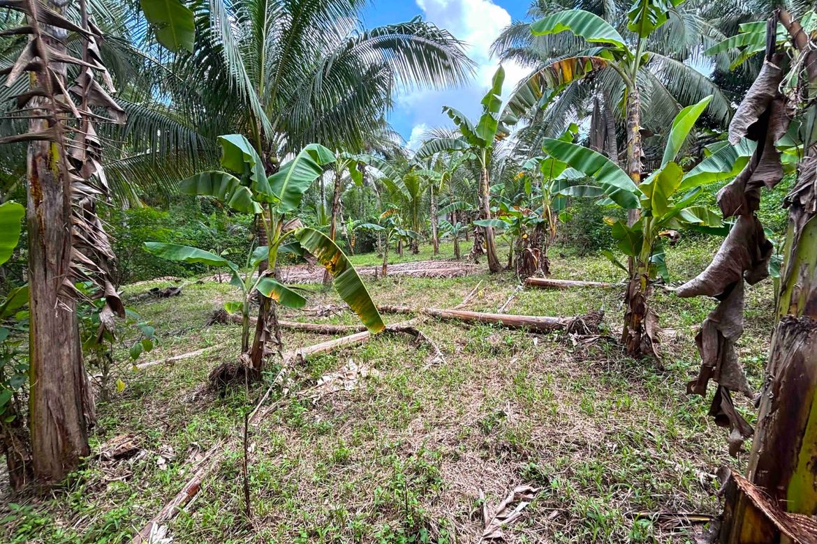 Land for Sale in Minantok Kanluran, Amadeo, Cavite – photo 7