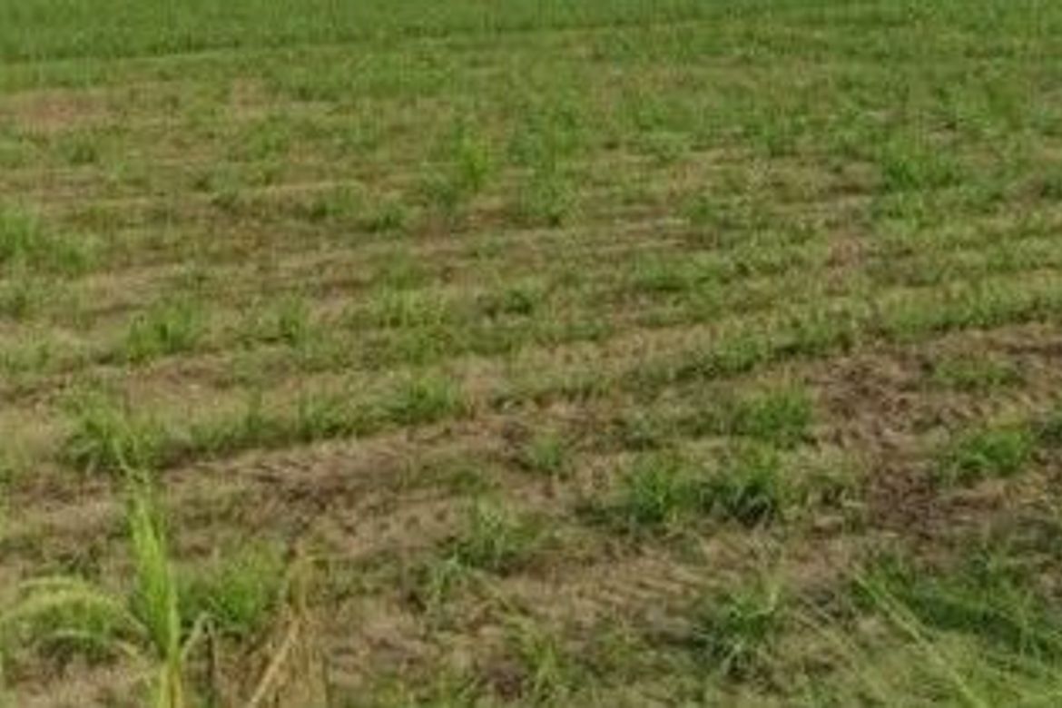 Land for Sale in Motrico, La Paz, Tarlac – photo 4