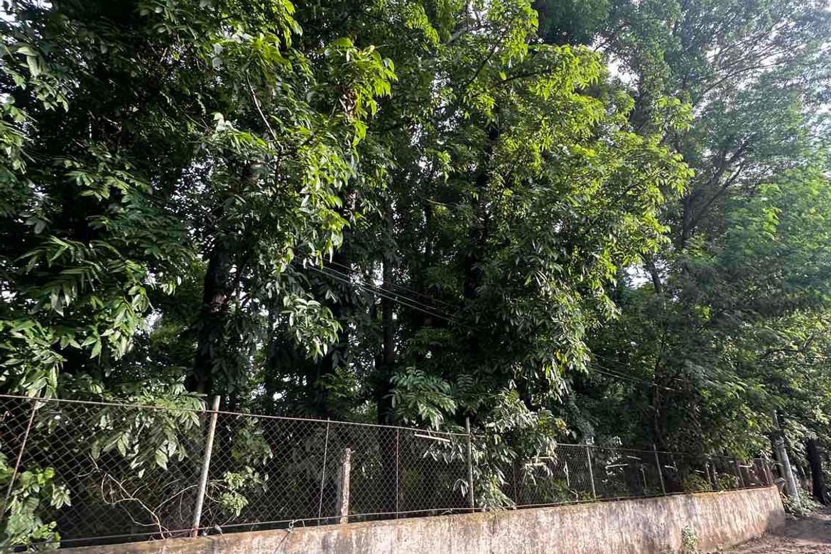 Land for Sale in Munting Tubig, Balayan, Batangas – photo 5