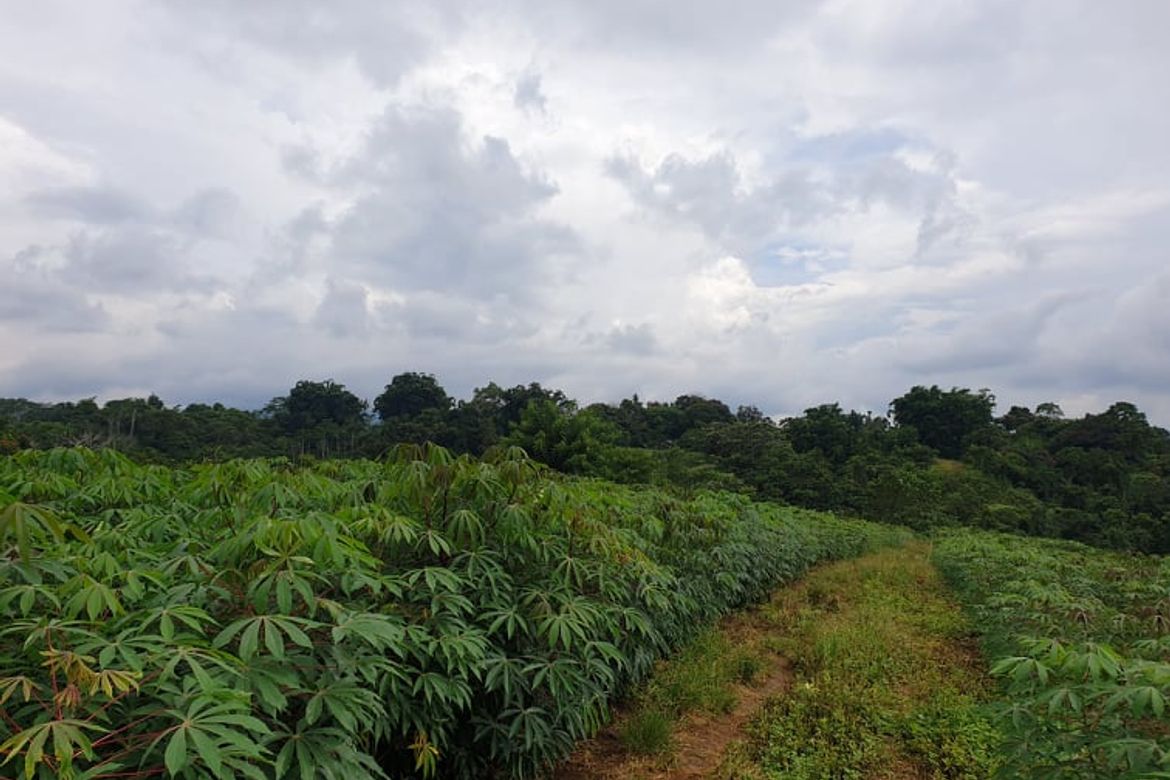 Land for Sale in Nangka, Libona, Bukidnon