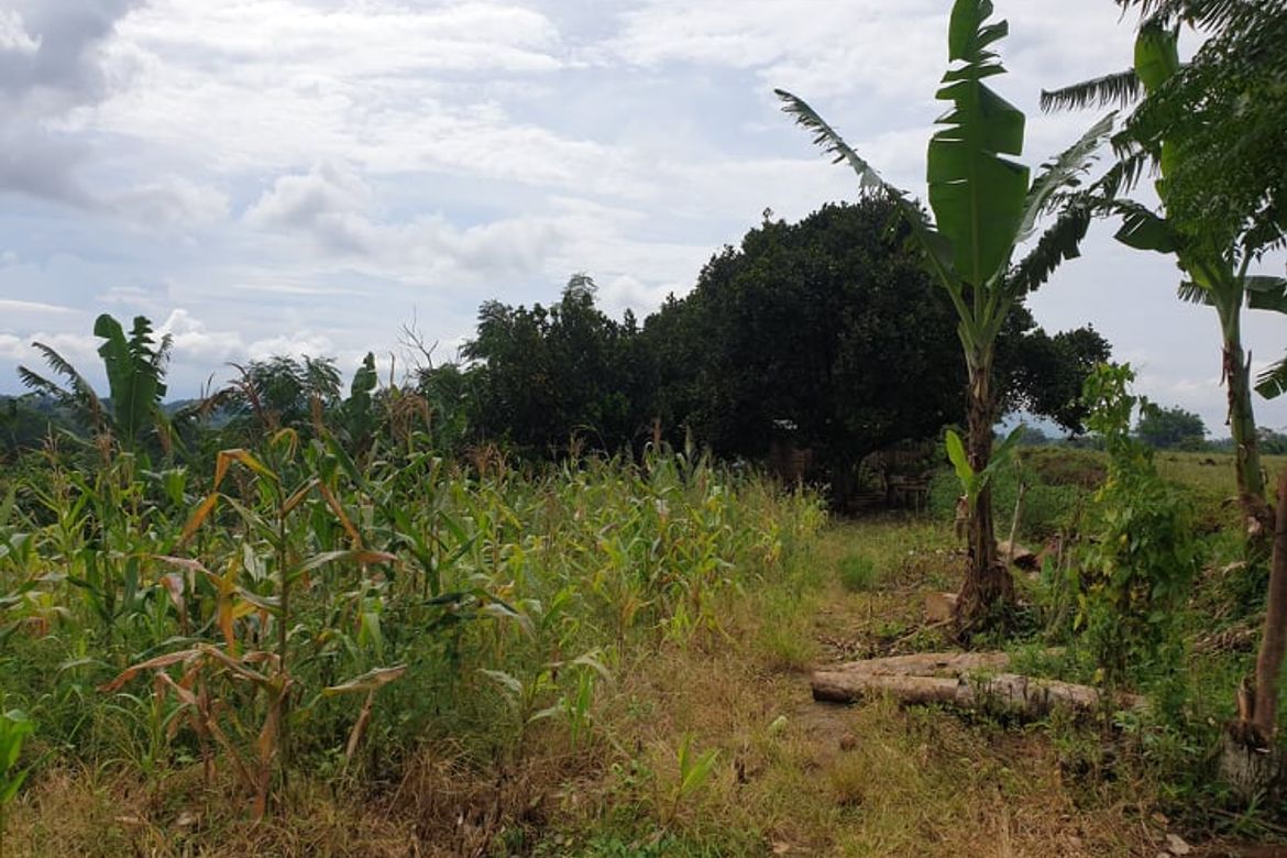 Land for Sale in Nangka, Libona, Bukidnon – photo 3