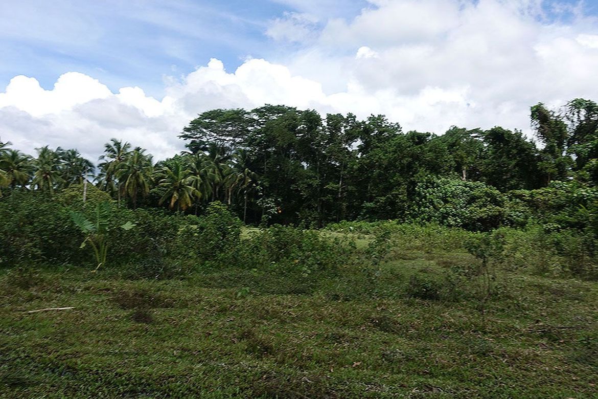 Land for Sale in New Agutaya, San Vicente, Palawan – photo 3
