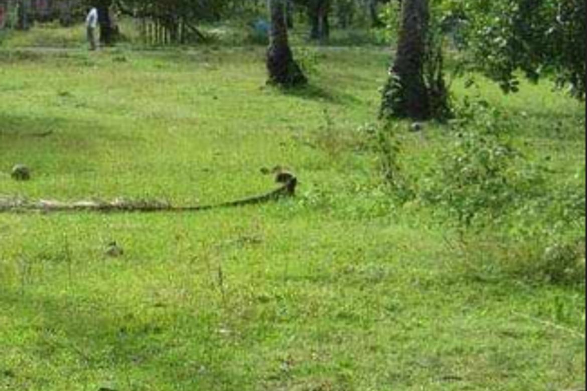 Land for Sale in New Agutaya, San Vicente, Palawan – photo 2