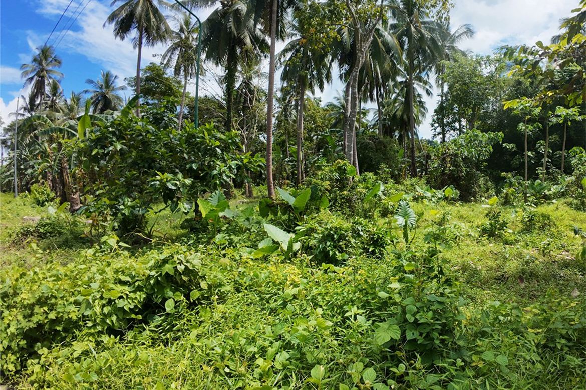 Land for Sale in New Canipo, San Vicente, Palawan – photo 7