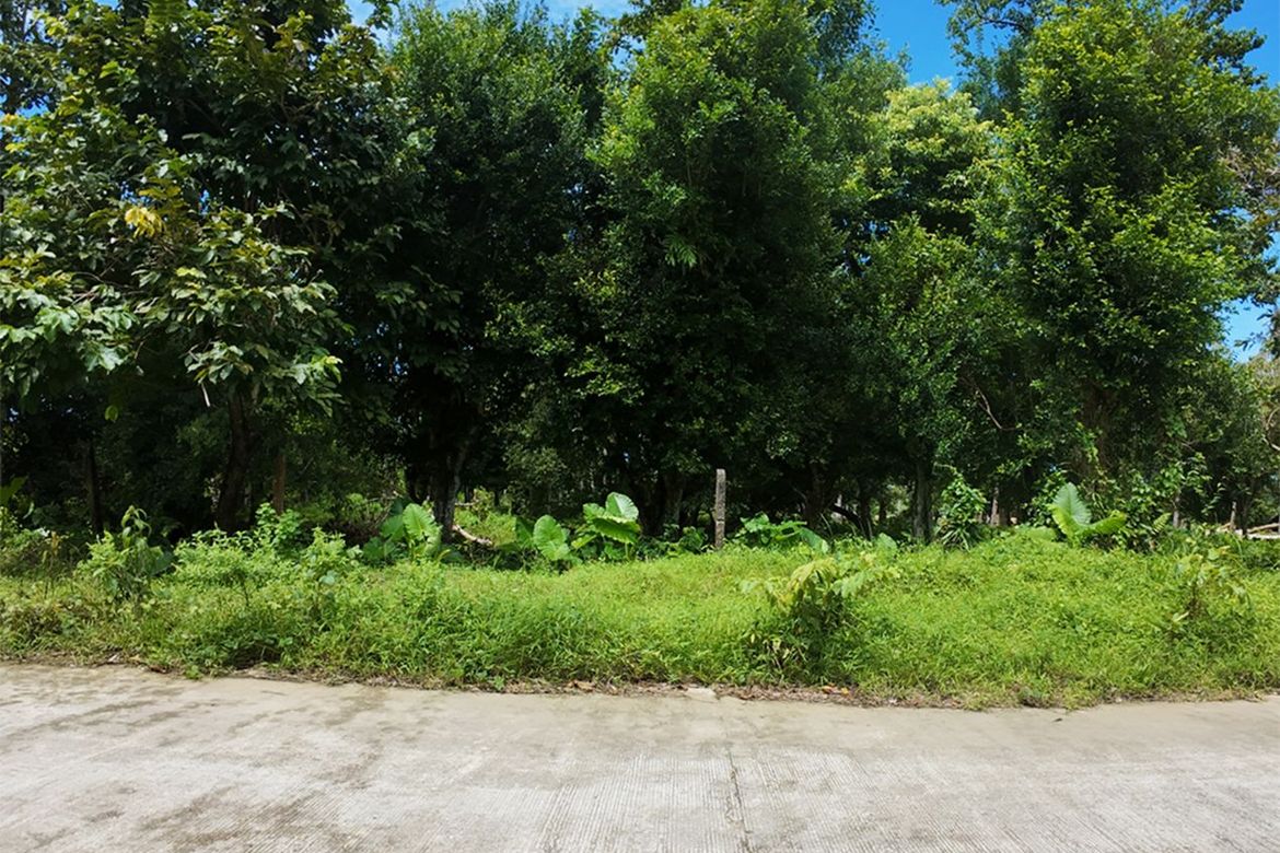 Land for Sale in New Canipo, San Vicente, Palawan – photo 8
