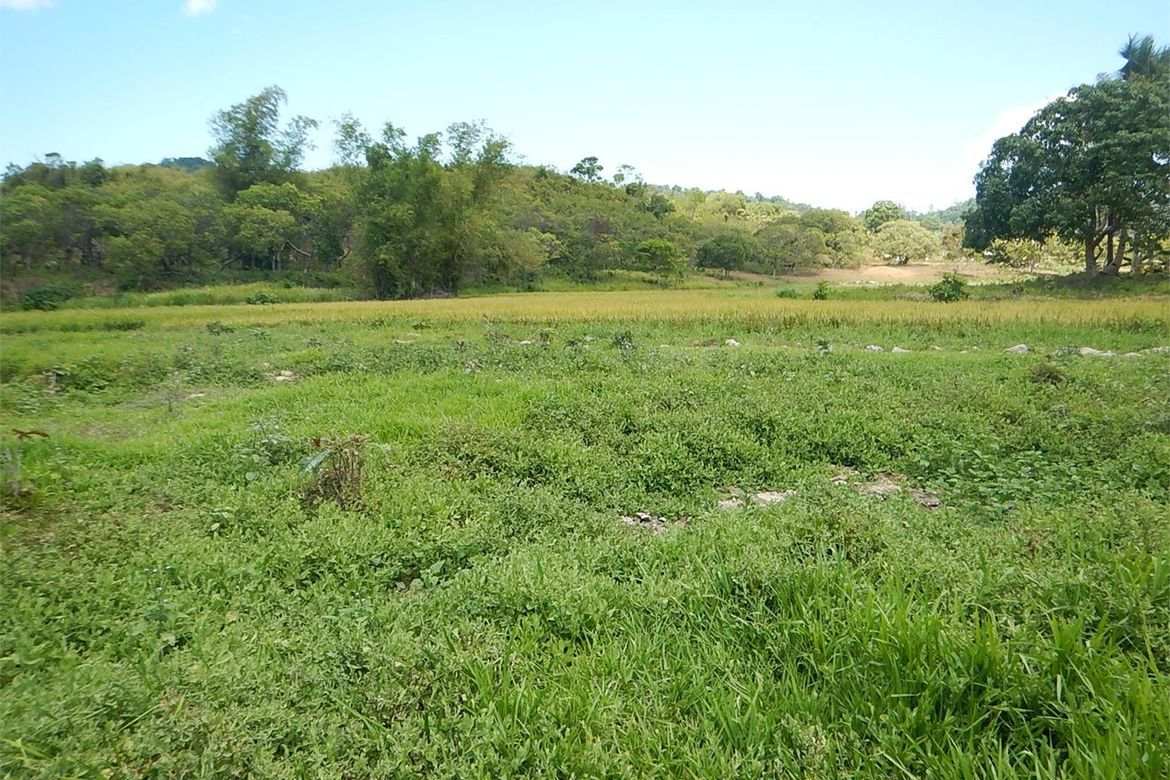 Land for Sale in New Canipo, San Vicente, Palawan – photo 8