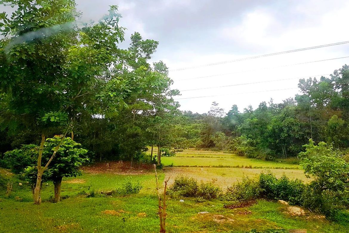 Land for Sale in New Cuyo, Roxas, Palawan – photo 2