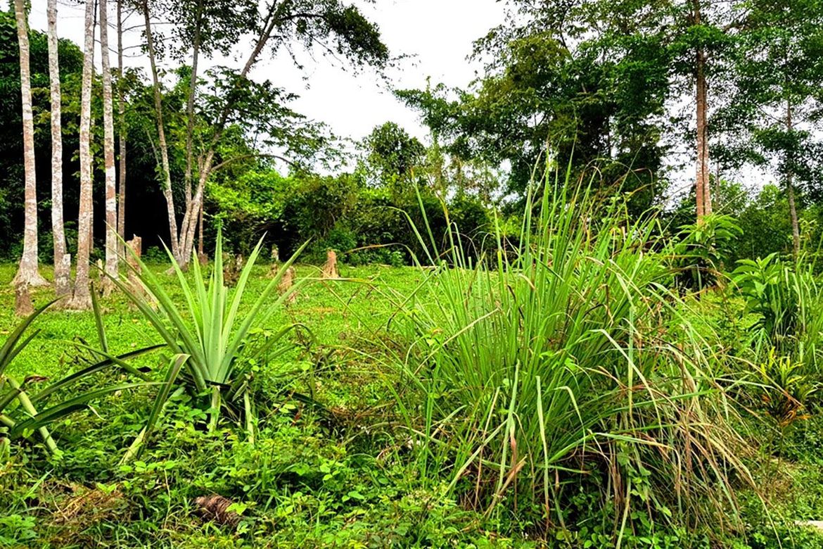 Land for Sale in New Cuyo, Roxas, Palawan – photo 7