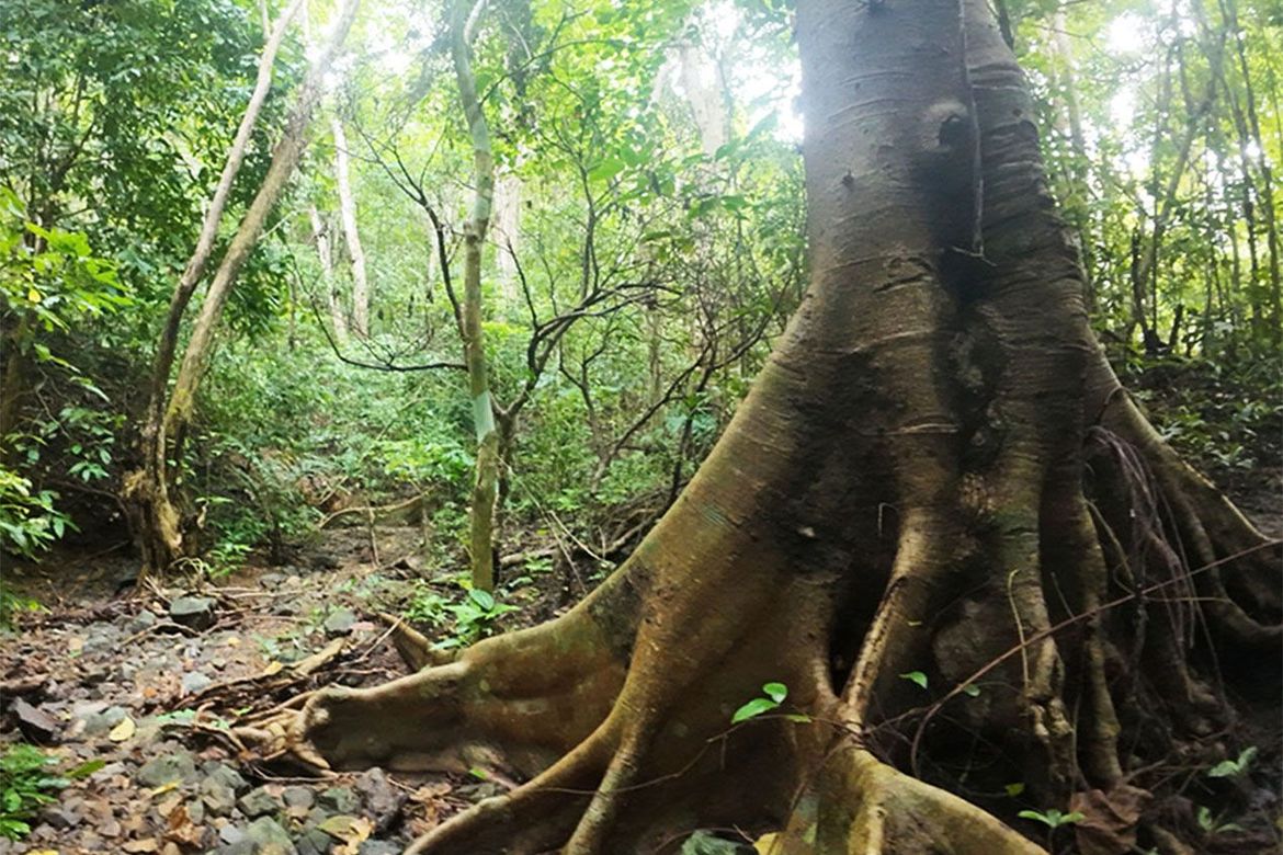 Land for Sale in New Ibajay, El Nido, Palawan – photo 3