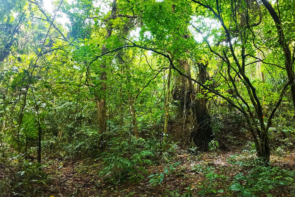 Land for Sale in New Ibajay, El Nido, Palawan – photo 5