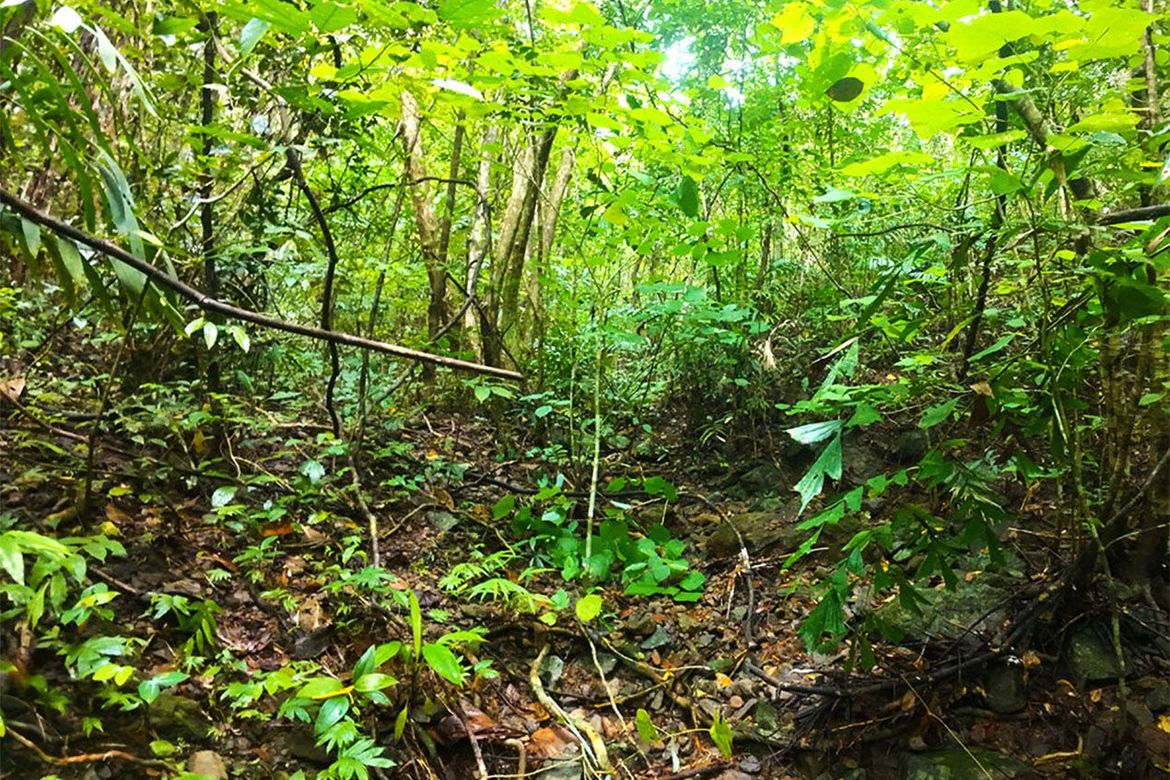 Land for Sale in New Ibajay, El Nido, Palawan – photo 8