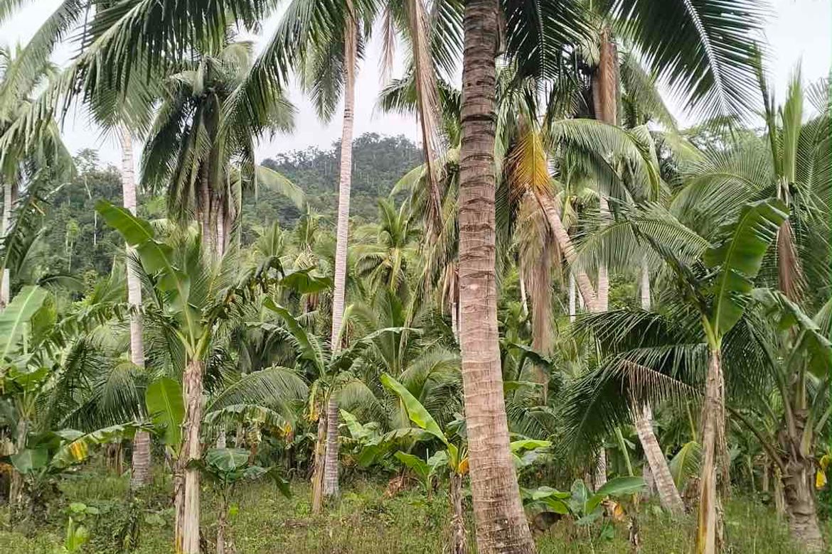 Land for Sale in North Poblacion, Dipaculao, Aurora