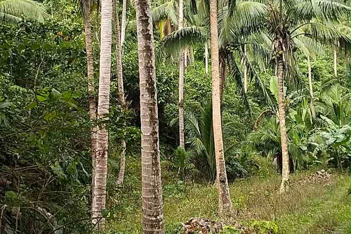 Land for Sale in North Poblacion, Dipaculao, Aurora – photo 3