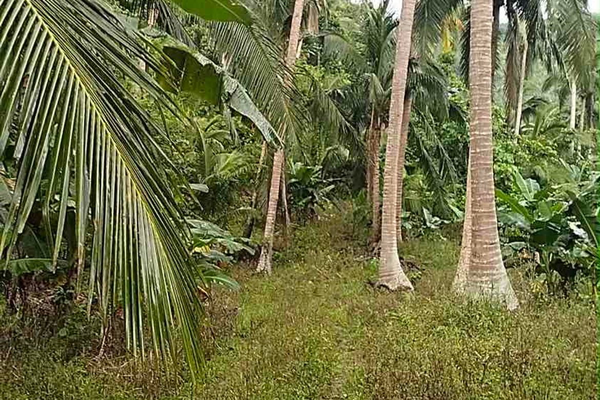 Land for Sale in North Poblacion, Dipaculao, Aurora – photo 5