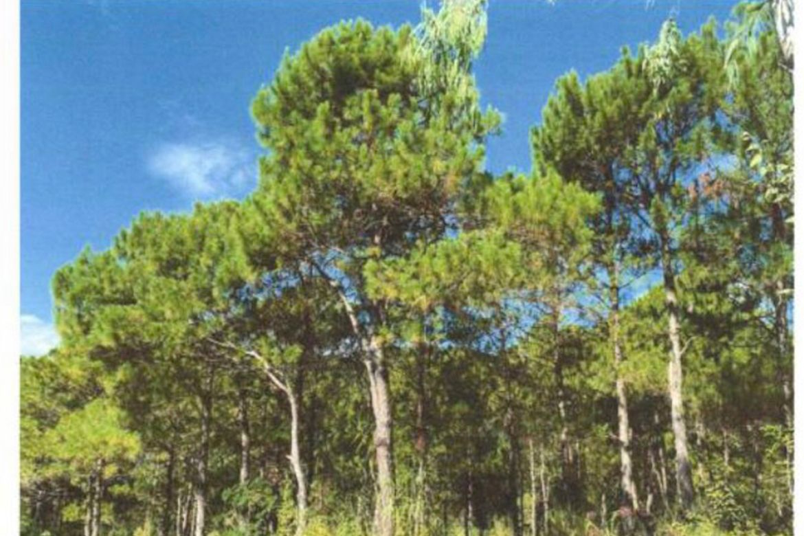 Land for Sale in Outlook Drive, Baguio, Benguet – photo 4